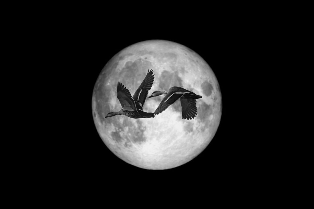 Dos patos volando de noche frente a la luna llena