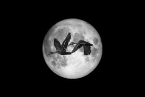 Dos patos volando de noche frente a la luna llena